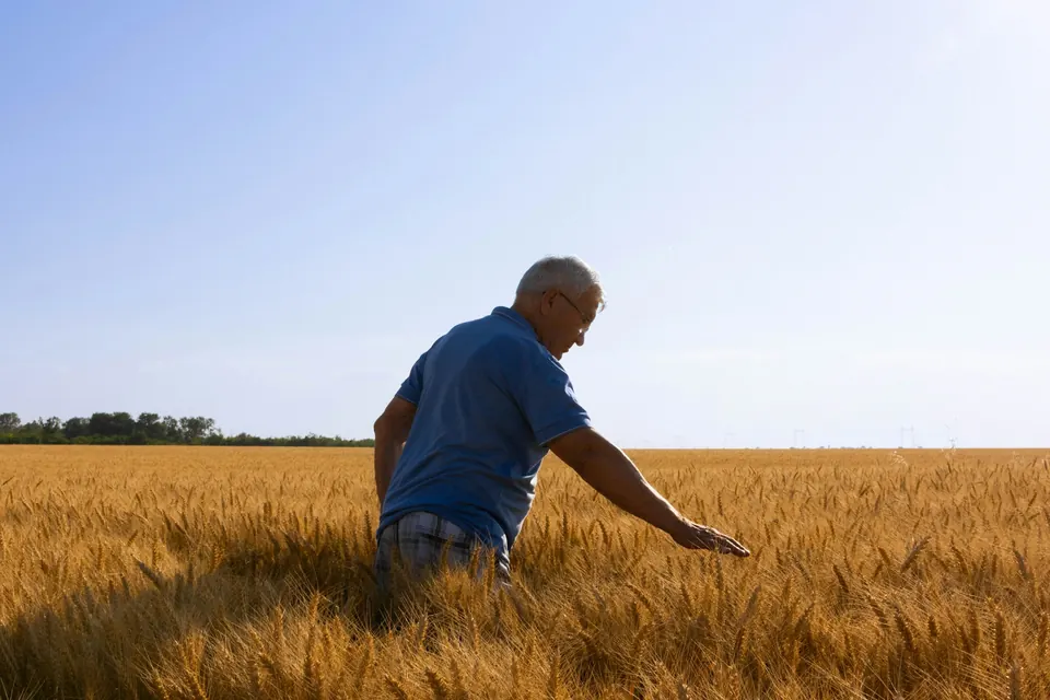Agriculteur aux cheveux gris effleurant les épis d’un champ de blé mûr sous un ciel bleu