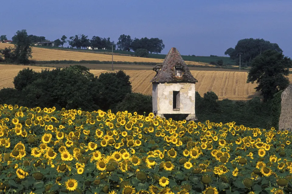 Champ de tournesols en fleur devant un pigeonnier en pierre et des parcelles moissonnées